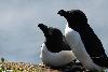... la plupart d�j� en couple ...
