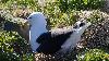  ... ou nichent d�j� comme ce Go�land marin ...