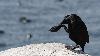 ... les oiseaux passent un long moment � leur toilette ...