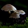 3_ ... de champignons ...