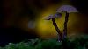 5_... imaginaire ...