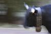 ... les vaches sont press�es ...