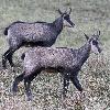 ... nos premiers chamois ...