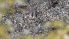 ... et des herbes dess�ch�es par un �t� particuli�rement aride ...