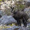 ... merci aux chamois bien pr�sents ...