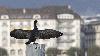 A Gen�ve, un Grand Cormoran ...