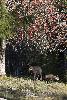 ... � la Vall�e de Joux, des chamois ...