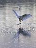 ... � Yverdon, une Grande Aigrette ...