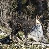 ... bouc ...