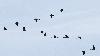 ... des Grues cendr�es ...