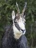 ... le temps d'une pose pour le bouc.
