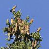 ... des Becs-crois�s des sapins ...