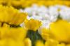 3_ ... de la Tulipe ...