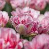 6_ ... aux p�tales multipli�s ...