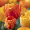 8_ ... ensoleill�s !