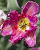 7_ ... dentel�s ...