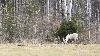... les rennes sauvages se r�galent de l'herbe fra�che ...