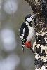 ... et les oiseaux (ici un Pic �peiche) annoncent le renouveau ...