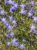 ... les premi�res fleurs ...