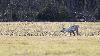 ... se repa�tre de jeunes pousses ...