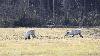 ... les rennes sauvages se dispersent en petits groupes pour l'�t�.