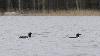 ... � proximit� des Plongeons arctiques ...