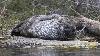... isol�s g�ographiquement depuis pr�s de 10'000 ans apr�s la derni�re p�riode glaciaire ...