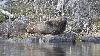  ... estim�e en 2024 � quelque 480 individus, malgr� les nombreux jeunes phoques agonisant dans les filets des p�cheurs.