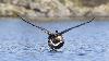 ... esp�ce f�rale (domestique retourn�e � la vie sauvage) ...