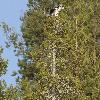 Autre ic�ne du lac Saimaa, le Balbuzard p�cheur ...