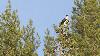 ... plusieurs couples y nichent � la belle saison.