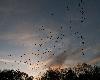 ... des centaines de Grues cendr�es ...
