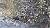 Sur terre, nombre d'animaux privil�gient ...