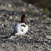 ... autre oiseau embl�matique du grand nord.