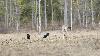 ... sur le territoire d'une meute de loups ...
