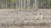 ... les louveteaux sont sans doute encore dans leur tani�re ...