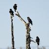Les Grands Corbeaux sont des guetteurs hors pair