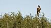 Un Pygargue � queue blanche (2e hiver) ...