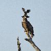 ... par une Corneille mantel�e ...