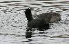 Foulque macroule nourrissant un juv�nile