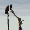 Pygargue � queue blanche et Grand Corbeau ...