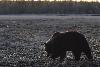 23 heures ... l'ours revient ...