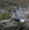 Nombreux sont les oiseaux marins ou lacustres qui p�chent : ici une Guifette moustac