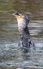 Lorsqu'un oiseau avale un poisson, il le tourne dans le bon sens : la t�te d'abord, afin de ne pas �tre g�n� par les ar�tes. Ici, un Grand cormoran.
