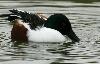 Le canard souchet filtre l'eau avec son bec de fa�on � en extraire les micro-organismes n�cessaires � son alimentation.