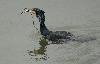 Grand cormoran avalant un poisson