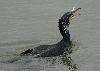 Et voil�, le poisson descend ... dans le gosier ... toujours la t�te la premi�re !
