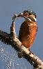 Une femelle de Martin-p�cheur vient de p�cher un poisson ...