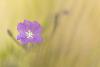 6_ ... flou ... 