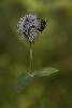 2_ ... un insecte s'invite ...